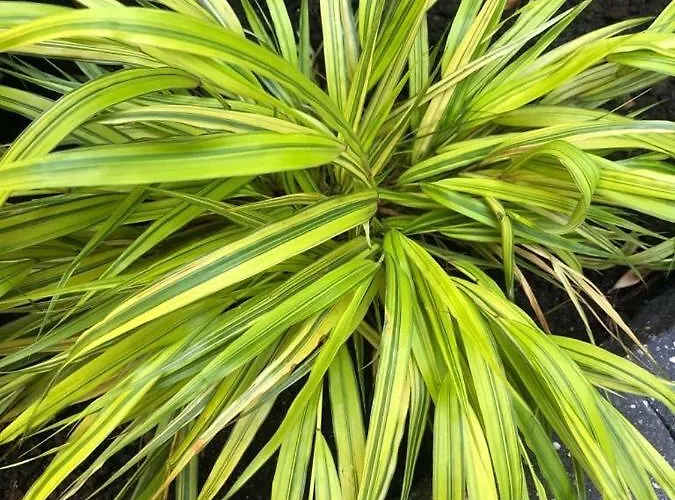 Silesian Stadium And Park Chorzów